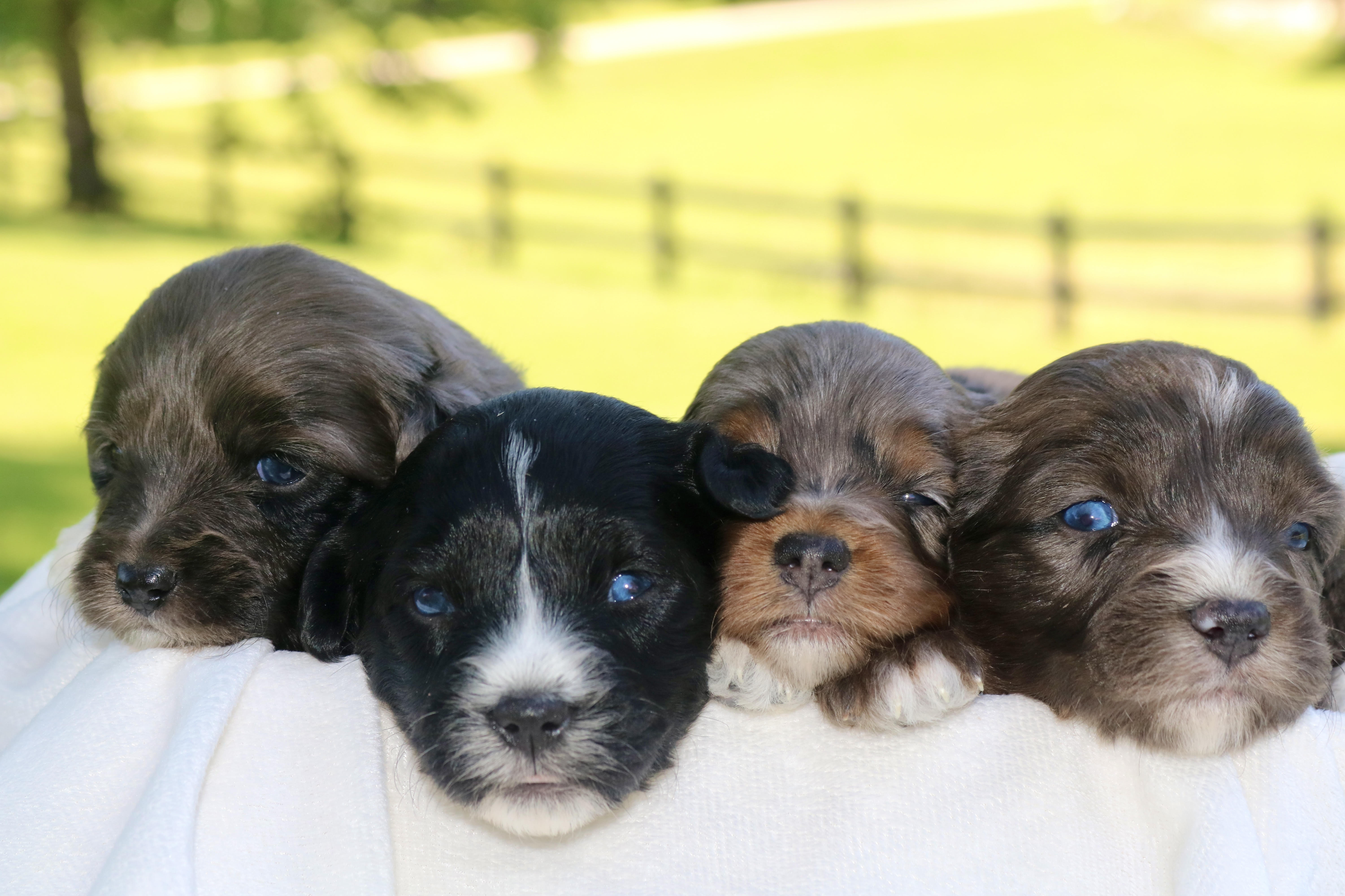 Aussiedoodle