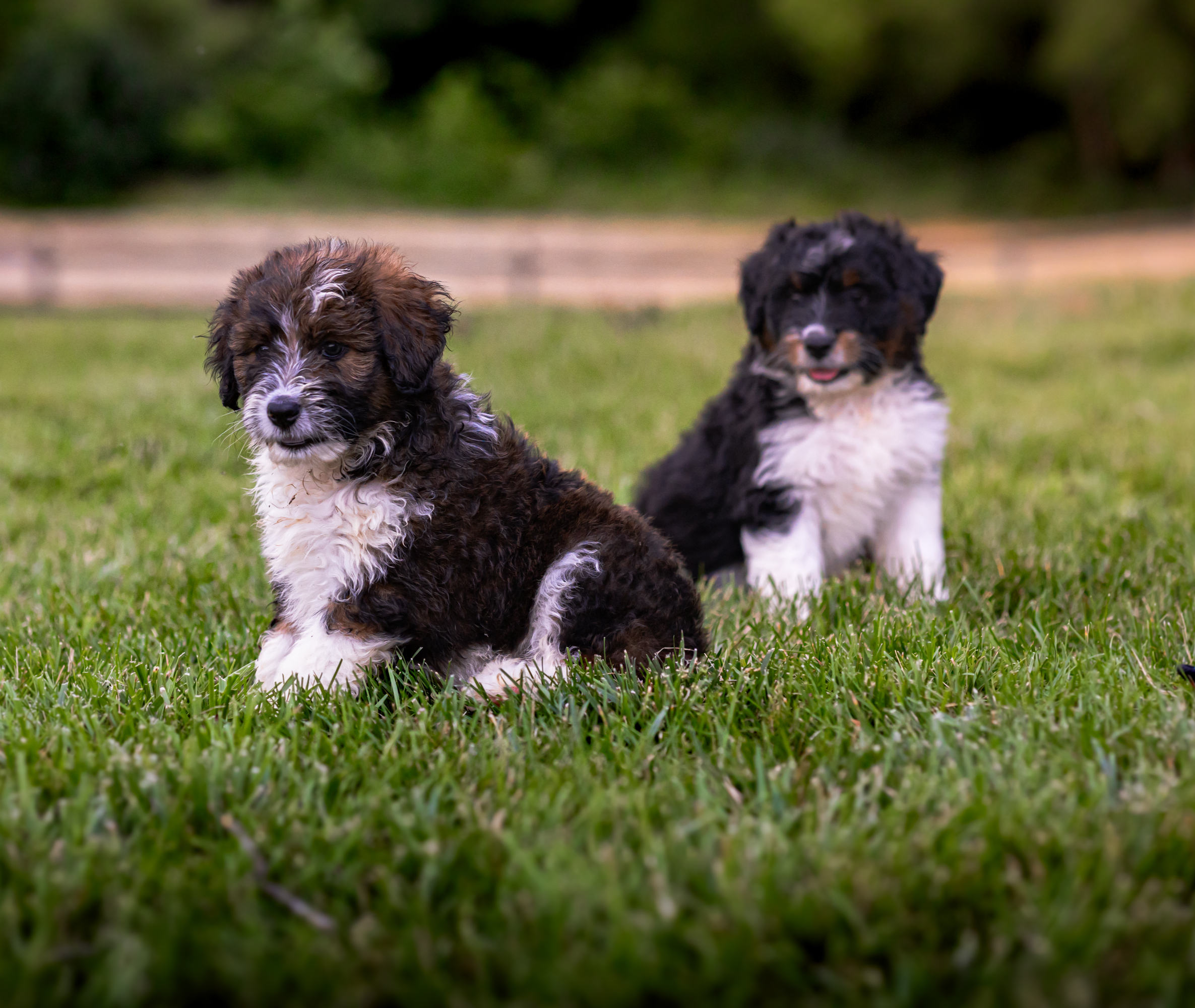 Bernedoodle