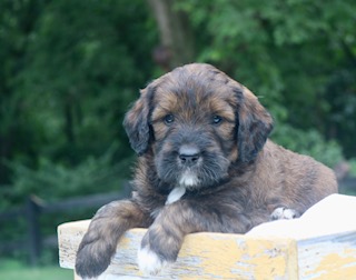 Goldendoodle