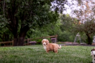 Winding Creek Puppy