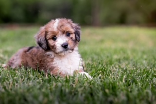 Winding Creek Puppy