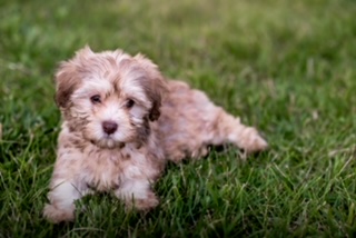 Winding Creek Puppy