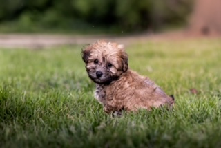 Cavapoo