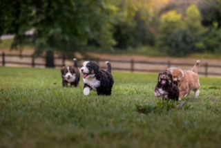 Winding Creek Puppy