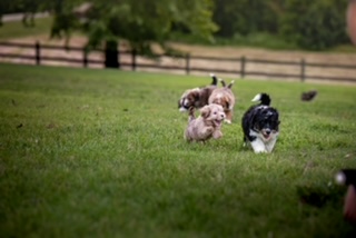 Winding Creek Puppy